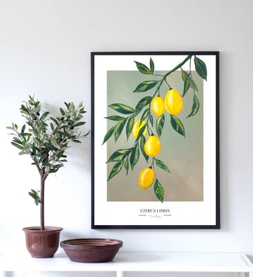 Kaverini Sitruspuu juliste 50x70 cm